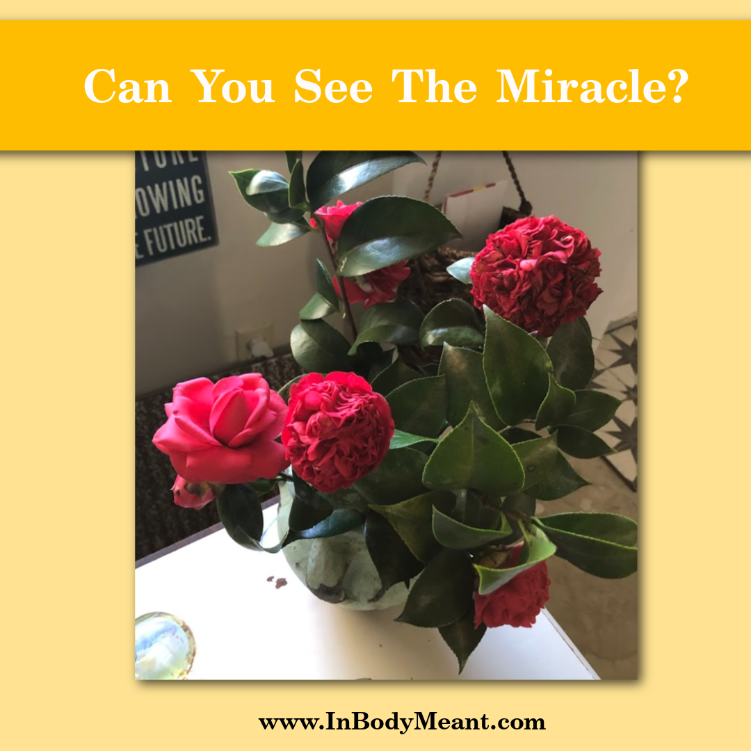 Can You See The Miracles Right In Front Of You?