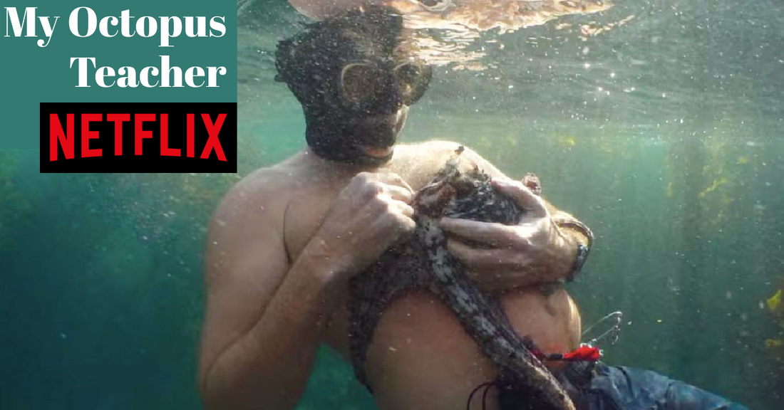 My Octopus Teacher on Netflix